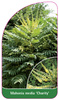 Mahonia media 'Charity'