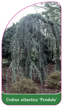 Cedrus atlantica 'Pendula'