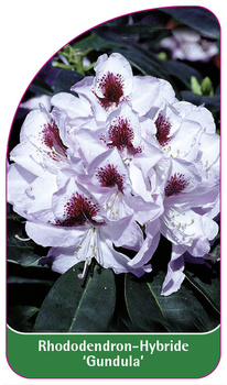 Rhododendron-Hybride 'Gundula'