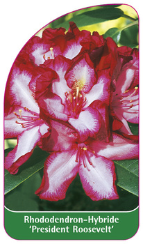 Rhododendron-Hybride 'President Roosevelt'