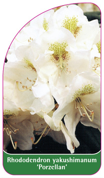 Rhododendron yakushimanum 'Porzellan'