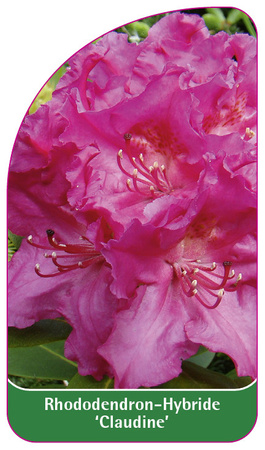 Rhododendron-Hybride 'Claudine'