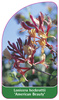Lonicera heckrottii 'American Beauty'