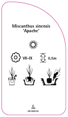 Miscanthus sinensis 'Apache'