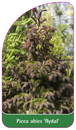 Picea abies 'Rydall'