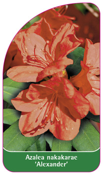 Azalea nakakarae 'Alexander'