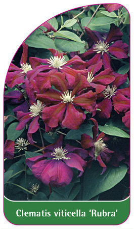 Clematis viticella 'Rubra'