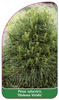 Pinus sylvestris 'Globosa Viridis'