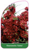 Chaenomeles 'Exima'