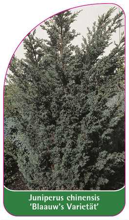 Juniperus chinensis 'Blaauw's Variety'