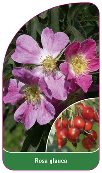Rosa glauca