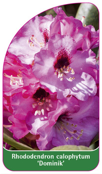 Rhododendron calophytum 'Dominik'