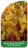 Azalea Knap-Hill-Hybride 'Sunte Nectarine''