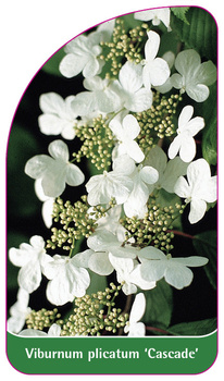 Viburnum plicatum 'Cascade'