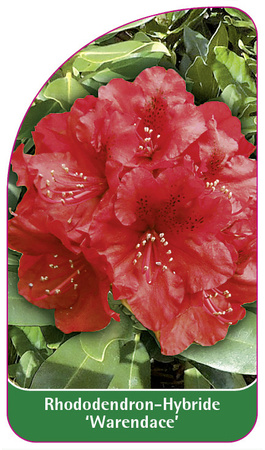 Rhododendron-Hybride 'Warendance'