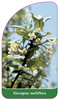 Elaeagnus multiflora
