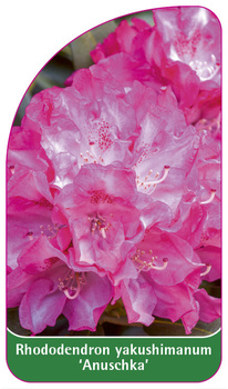 Rhododendron yakushimanum 'Anuschka'