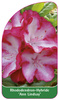 Rhododendron-Hybride 'Ann Lindsay'