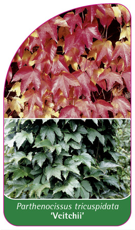 Parthenocissus tricuspidata 'Veitchii'