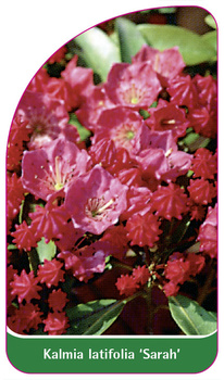 Kalmia latifolia 'Sarah'
