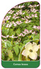 Cornus kousa