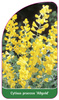 Cytisus praecox 'Allgold'
