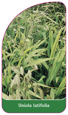 Uniola latifolia