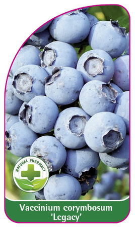 Vaccinium corymbosum 'Legacy'