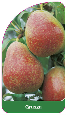 Grusza