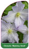 Clematis 'Blekitny Aniol'