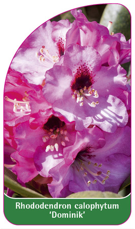 Rhododendron calophytum 'Dominik'