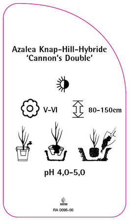 Azalea Knap-Hill-Hybride 'Cannon's Double'