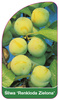 Švestka 'Renkloda Green'