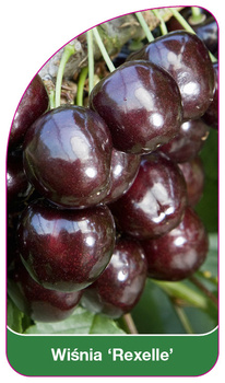 Wisnia 'Rexelle'