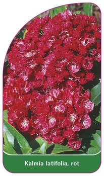 Kalmia latifolia, rot