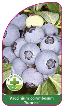 Vaccinium corymbosum 'Sunrise'