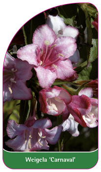 Weigela 'Carneval'