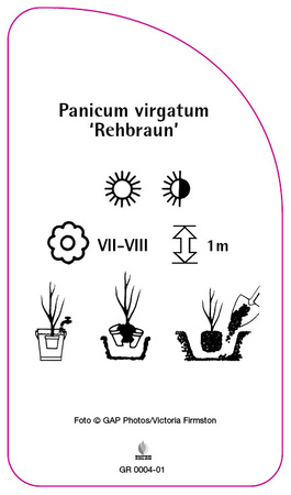 Panicum virgatum 'Rehbraun'