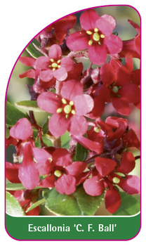 Escallonia 'C. F. Ball'