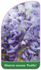 Wisteria sinensis 'Prolific'