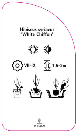 Hibiscus syriacus 'Șifon alb'