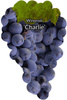 Winorośl Charlie