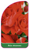 Róza rabatowa Nr. 294