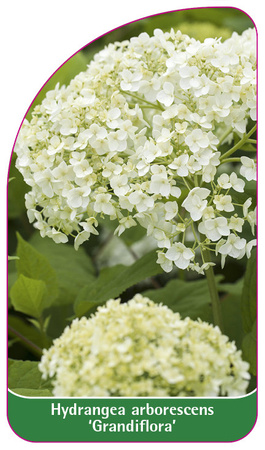 Hydrangea arborescens 'Grandiflora'