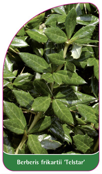 Berberis frikartii 'Telstar'