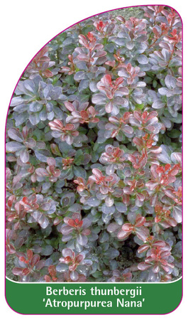 Berberis thunbergii 'Atropurpurea Nana'