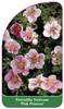 Potentilla fruticosa 'Pink Princess',