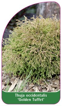 Thuja occidentalis "Golden Tuffet
