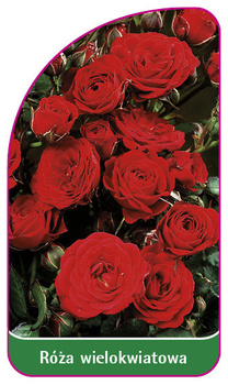 Róza wielkokwiatowa Nr. 255 A