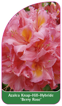 Azalea Knap-Hill-Hybride 'Berryrose'